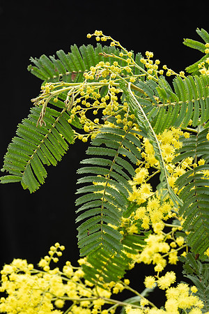 Simmonds_LC_Acacia_nanodealbata-3775