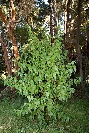 Simmonds_LC_Gynatrie_pulchella-3230