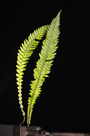 SIMMONDS_LC_Blechnum_chambersii_(Lance_Waterfern)-8617