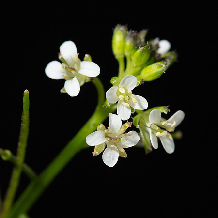 Simmonds_LC_Cardamine-2482