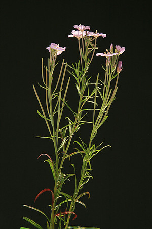 SIMMONDS_LC_Epilobium_pallidiflorum_(Showy-Willow-herb)-6480_web