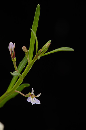 Simmonds_LC_Lobelia_anceps_Angled-Lobelia-0960