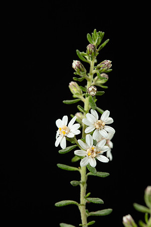 SIMMONDS_LC_Olearia_ramulosa-2898