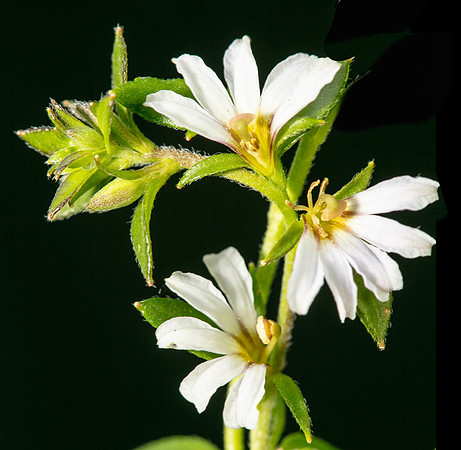 Simmonds_Scaevola_albida_(Fanflower)-9925