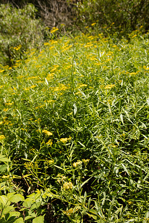 SIMMONDS_LC_Senecio_linearifolius-0075_web