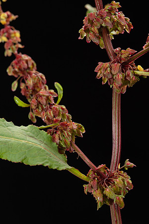 Simmonds_LC_Rumex_pulcher_Fiddle-Dock-2108