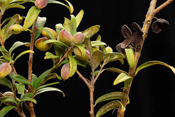 Simmonds_LC_Pittosporum_bicolor_Banyalla-2112