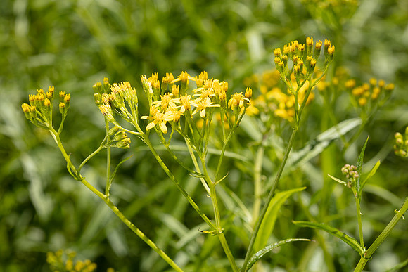 SIMMONDS_LC_Plant_Guide-0088