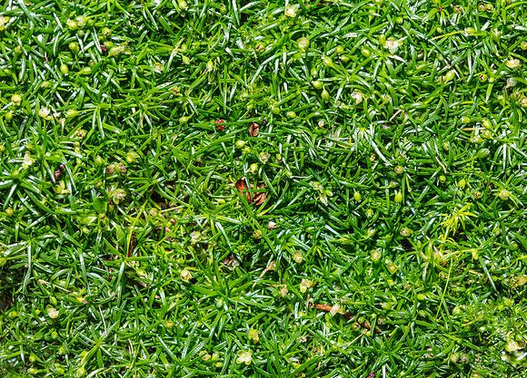 SIMMONDS_LC_Sagina_procumbens(Spreading_Pearlwort)-9198