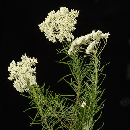 Simmonds_LC_Cassinia_aculeata-0965