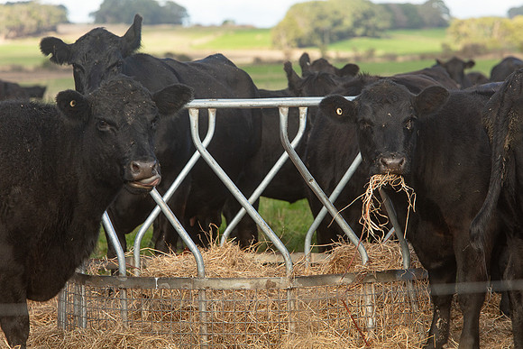 Simmonds_Dillon_Farm_3-4325_web