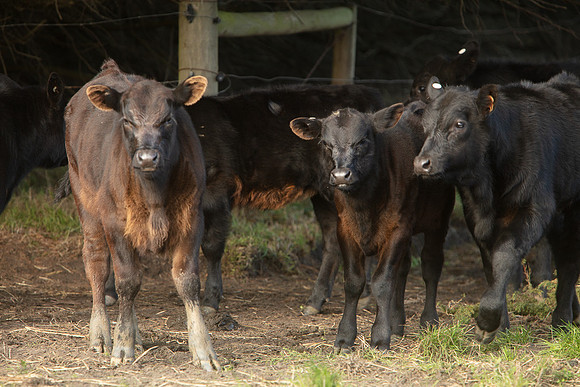 Simmonds_Dillon_Farm_3-4331_web