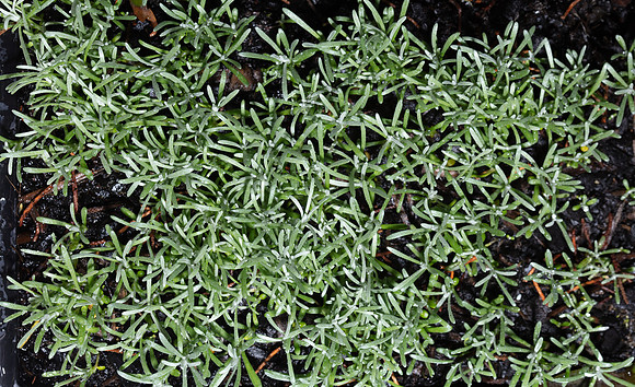 Simmonds_Leucophyta_brownii(Cushion-bush)-9302