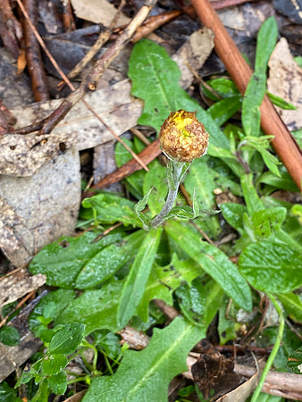 Simmonds_LC_Coronidium_scorpioides-8328_web