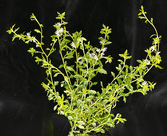 SIMMONDS_Scaevola_albida_(Fanflower)-9919