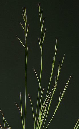 SIMMONDS_LC_Rytidosperma_sp(Wallabygrass)-6504_web