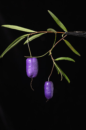 Simmonds_LC_Billardiera_macrantha-2507