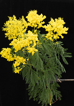 Simmonds_LC_Acacia_decurrens-3855