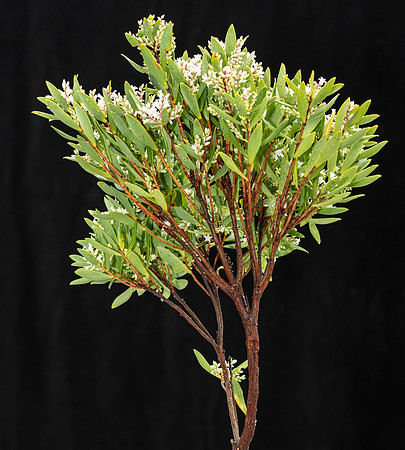 Simmonds_LC_Leucopogon_parriflorus -3678