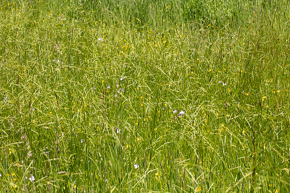 SIMMONDS_LC_Plant_Guide-0125