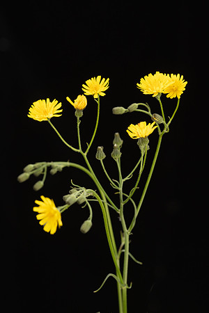 SIMMONDS_LC_Plants_Crepis_capillaris-0947