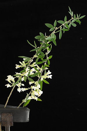 SIMMONDS_LC_Cytisus_palmensis-2909