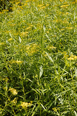 SIMMONDS_LC_Plant_Guide-0079