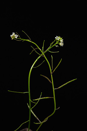 Simmonds_LC_Cardamine-2479