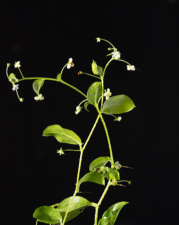 Simmonds_LC_Hackelia-latifoilia(broad_leaf)-2518