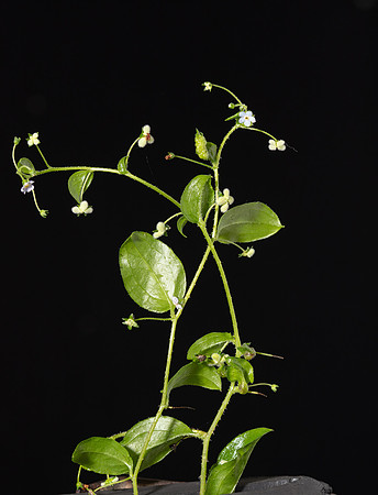 Simmonds_LC_Hackelia-latifoilia(broad_leaf)-2515