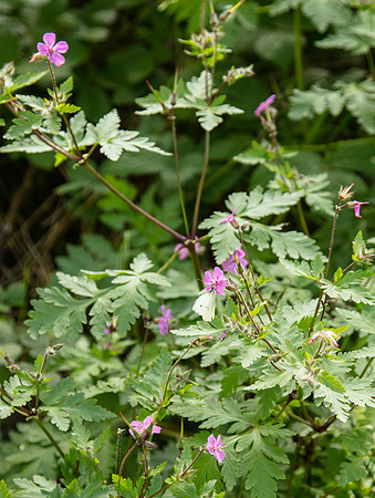 SIMMONDS_LC_Geranium_yeoi-0236_web