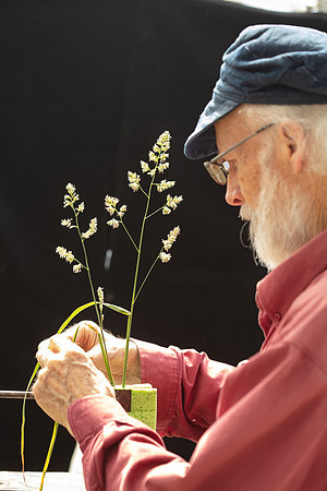 Simmonds_LC_Dactylis_glomerata_Coxfoot-0886_web