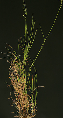 SIMMONDS_LC_Rytidosperma_sp(Wallabygrass)-6501_web