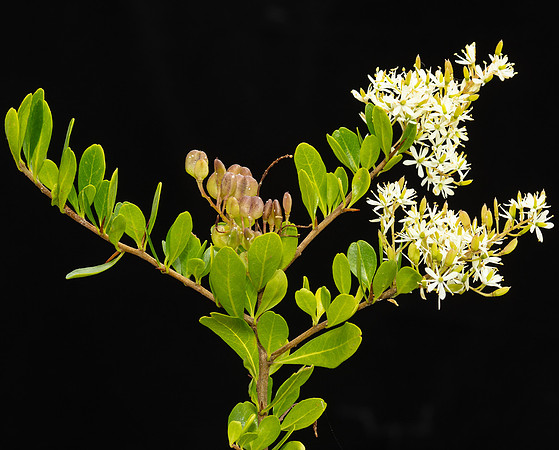 SIMMONDS_LC_Alyxia-buxifolia-1957
