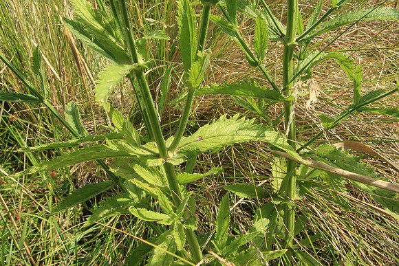 SIMMONDS_LC_Verbena_bonariensis_-7028