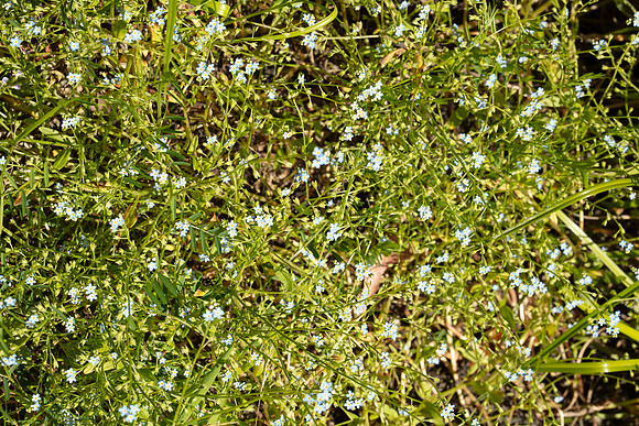 SIMMONDS_LC_Plant_Guide-0127_web