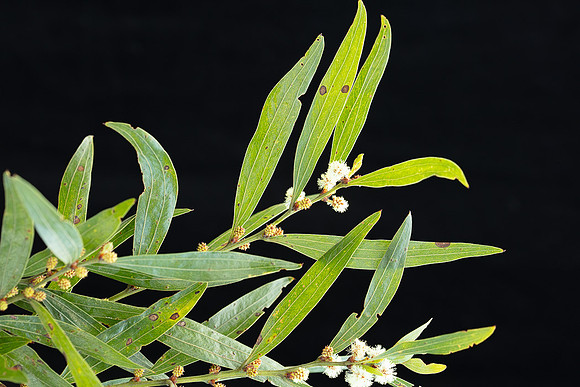 Simmonds_LC_Acacia_leprosa_ssp_magna-3806