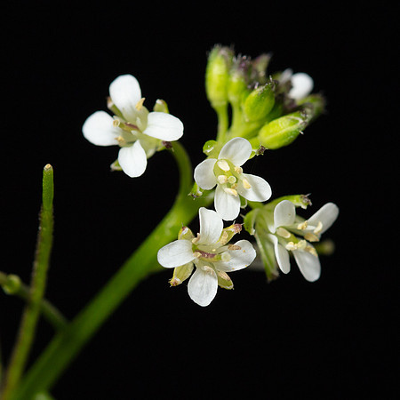 Simmonds_LC_Cardamine-2482