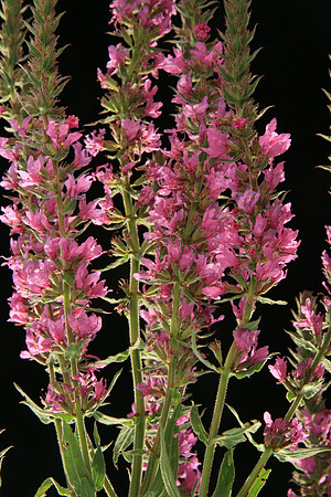 SIMMONDS_LC_Lythrum_salicaria_(Purple_Loosestrife)-7166