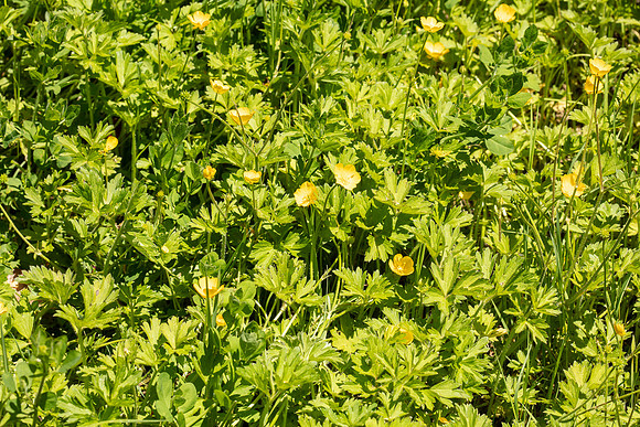 SIMMONDS_LC_Ranunculus-repens-0091_web