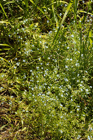 SIMMONDS_LC_Plant_Guide-0135