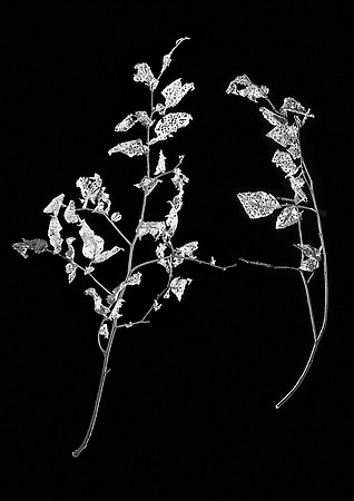 Wholey leaves_MPF_1
