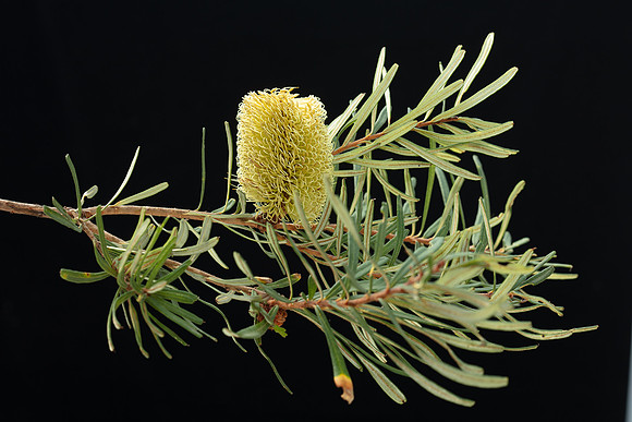 SIMMONDS_LC_Banksia_marginata-2659
