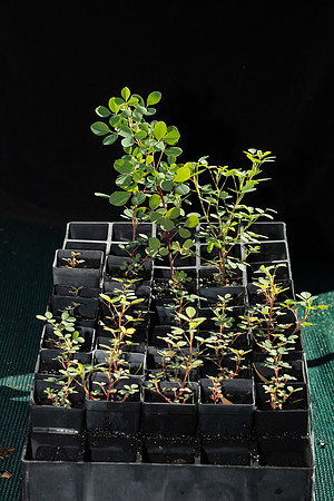 Simmonds_LC_Goodia_lotifolia-3136