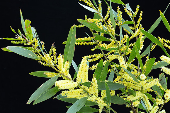 Simmonds_LC_Acacia_longifolia_ssp._sophorae-3727