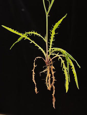 SIMMONDS_LC_Plants_Crepis_capillaris-0944