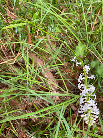 Simmonds_LC_Stackhousia_monogyna-8295_web
