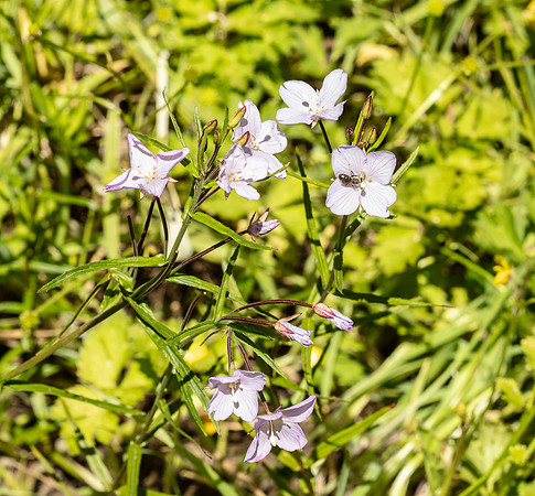 SIMMONDS_LC_Epilobiun_pallidiflorum-0119_web