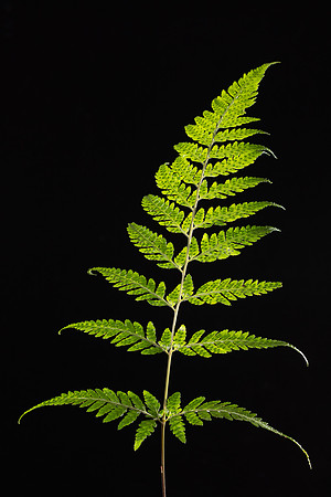 SIMMONDS_LC_Lastreopsis_acuminata(Shiny-shieldfern)-8599-2