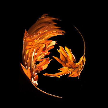 SIMMONDS_DFS_LPD_Leaves1_MLF